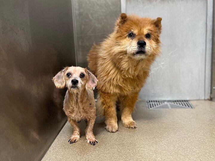 DeeDee and Dexter could really use help and need someone to love them together