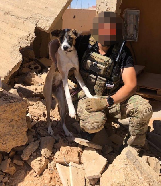 Soldiers partner with rescue org to bring stray dog home to U.S. from Syria