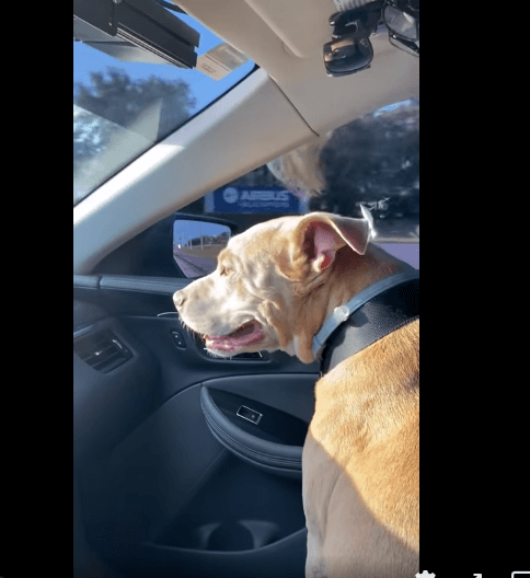 pbso-dog-1-1