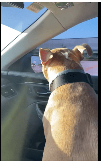 Lost dog running in traffic hopped into front seat of sheriff deputy’s vehicle
