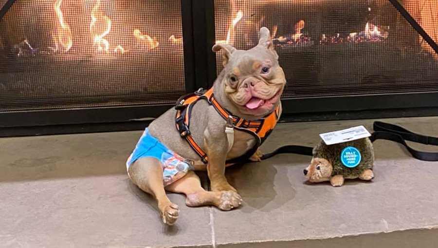 peaches-bully-rescue-1