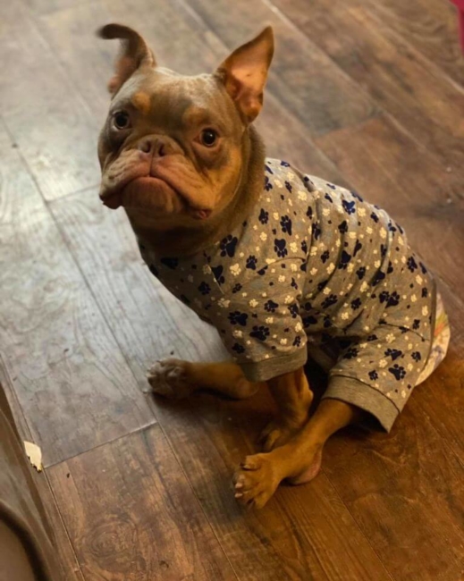 Peaches Bully Rescue