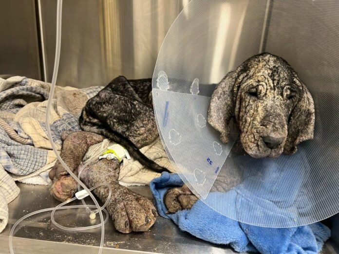 A most valiant effort but 4-month-old Peaches could not survive heartbreaking neglect