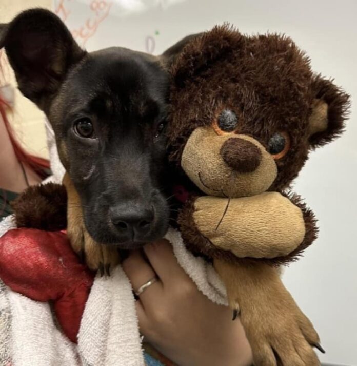 Owners dumped 6 month old shepherd due to ‘life change’