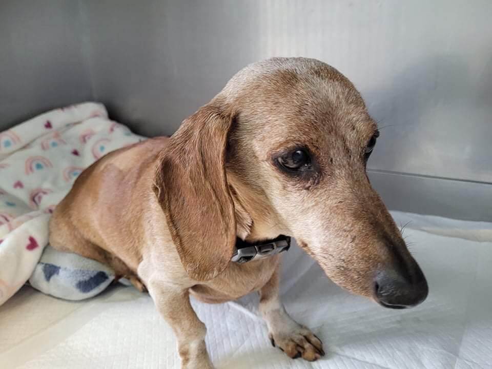Happy ending needed for 13-year-old frightened Dachshund surrendered by his family