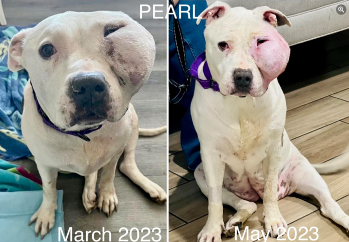 UPDATE: Pearl living her best life for however long she has