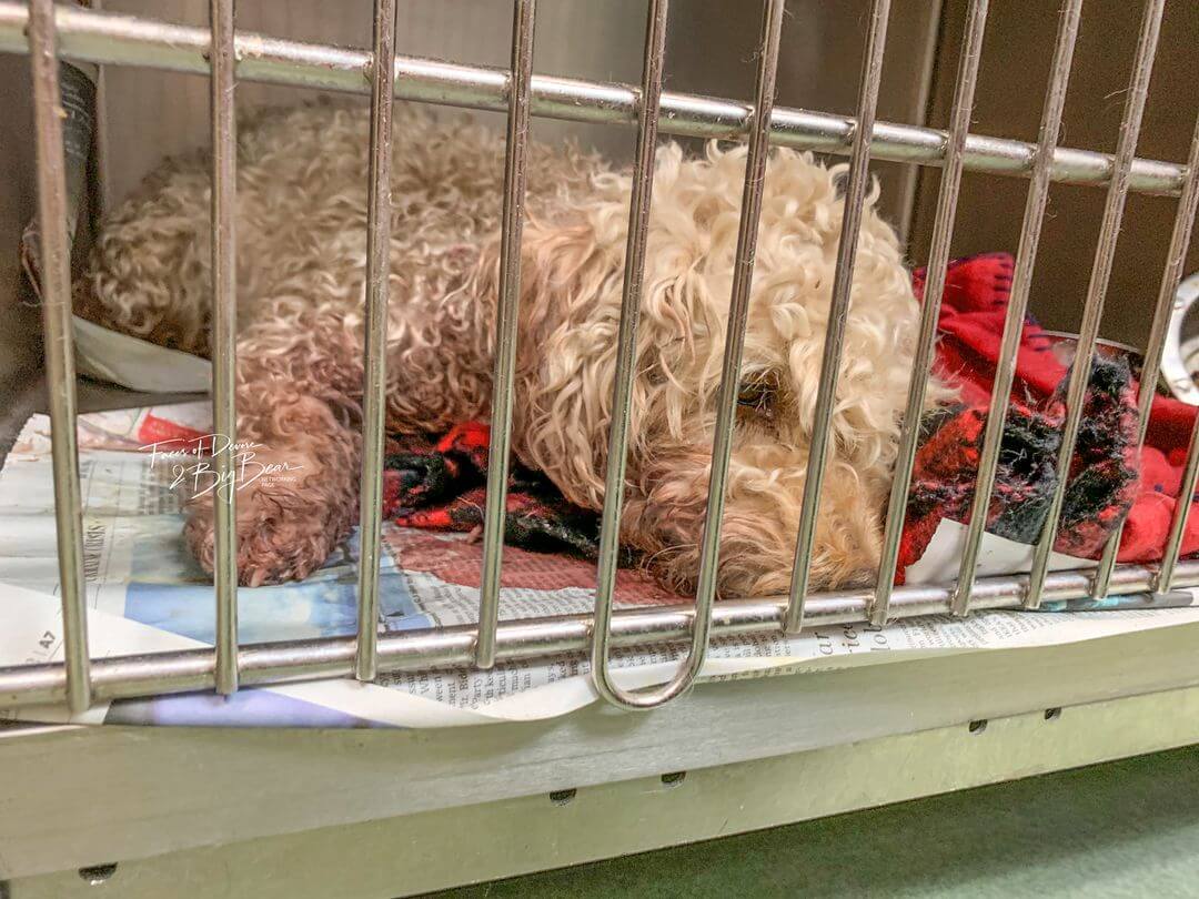 Pup survived coyote attack brought to shelter and needs medical care