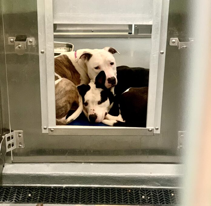 Sweet bonded pair together entire lives about to be separated and euth’ed