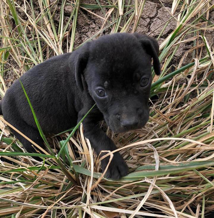 Four pound puppy found abandoned in field with rotisserie chicken