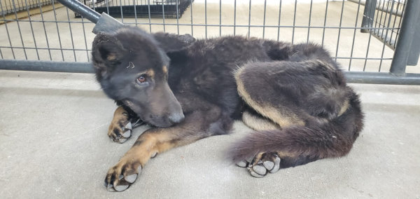 Abandoned German shepherd dog died from apparent pill overdose