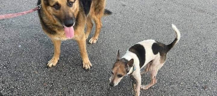 UPDATE: Video captured elderly dogs in Pembroke Pines dumped on side of road now have new lives