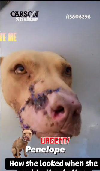 Sweetest Penelope is a survivor: Arrived at shelter with severe facial injury and waits to be rescued