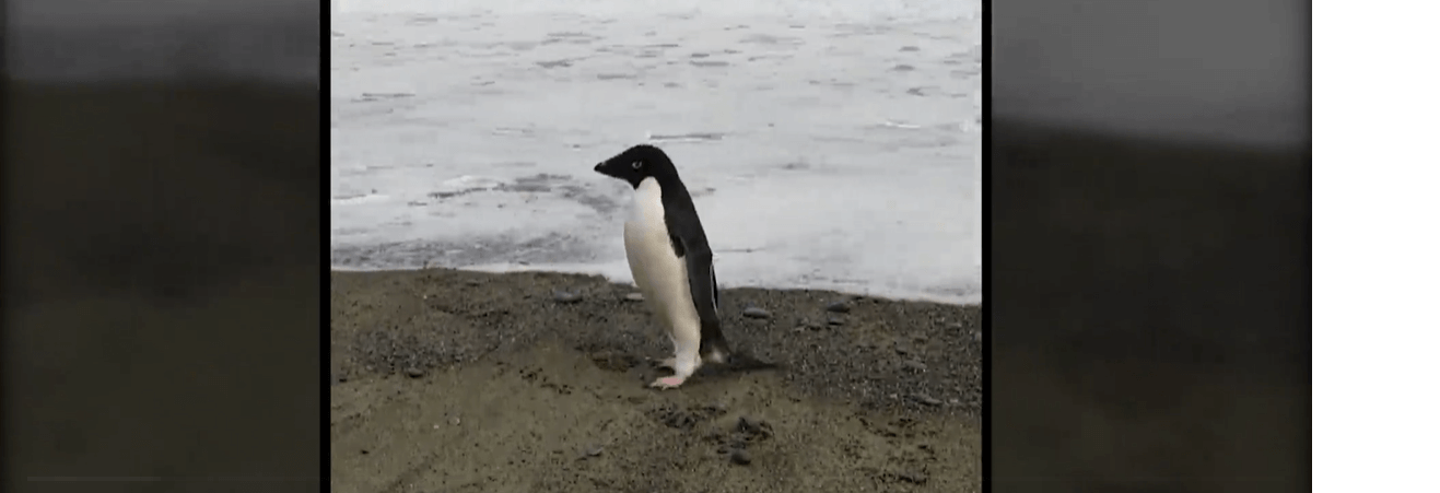 Penguin that took a wrong turn, landing 2,000 miles from home, has been released into the wild