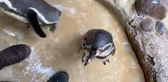 penguin-at-zoo