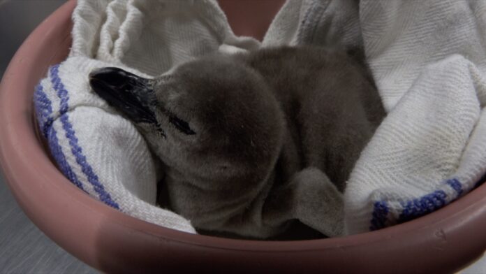 Oregon Zoo welcomes adorable baby penguin chick