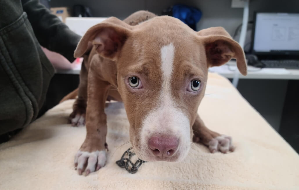 penny-adopted-2-1030x654-1