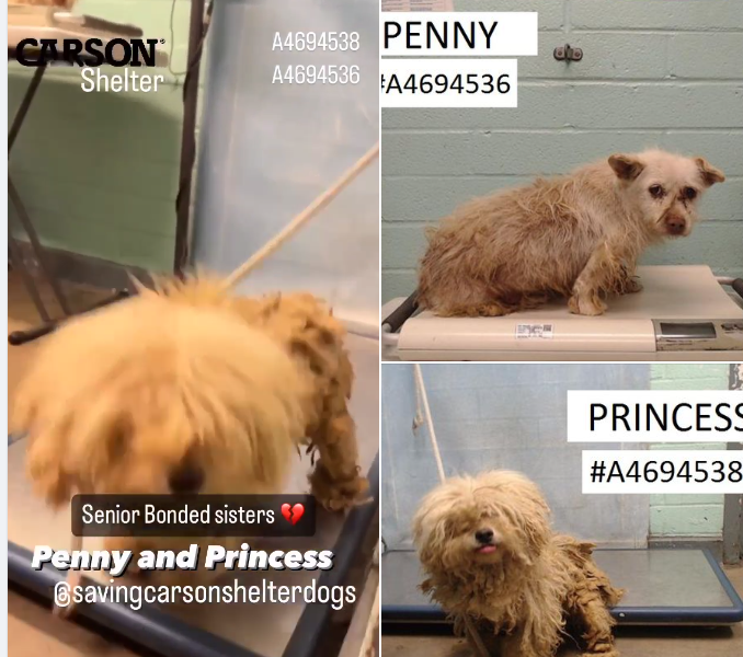 Bonded seniors abandoned in parking lot of shelter after closing