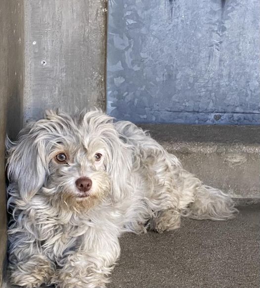 Frightened tiny Maltese listed on euth’ list because she bit person who tried to catch her as stray