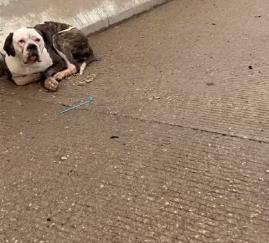 Good Samaritan rescues frightened and injured dog on busy Dallas interstate