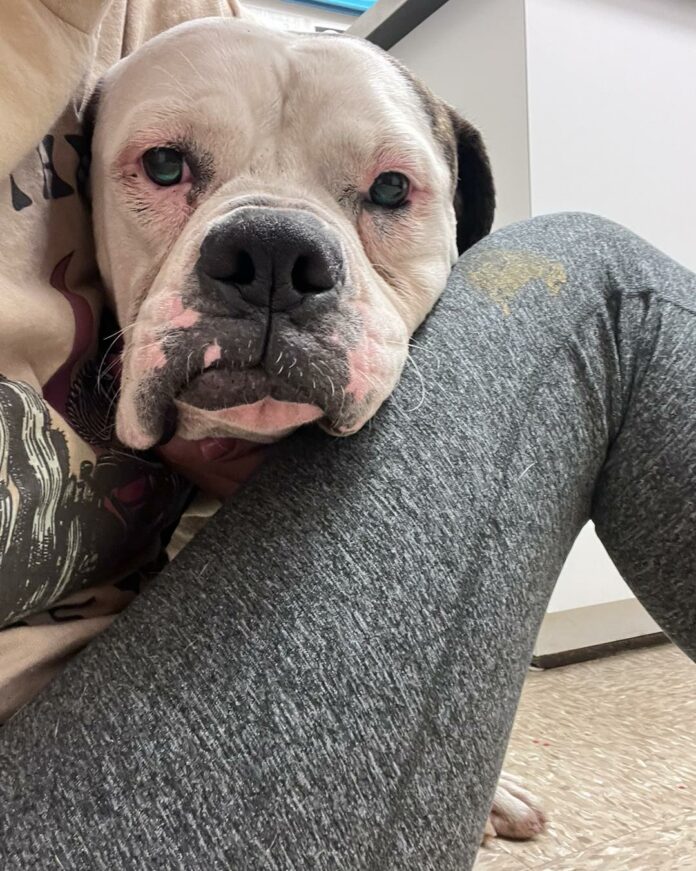 UPDATE: Injured dog rescued from median on busy Dallas interstate