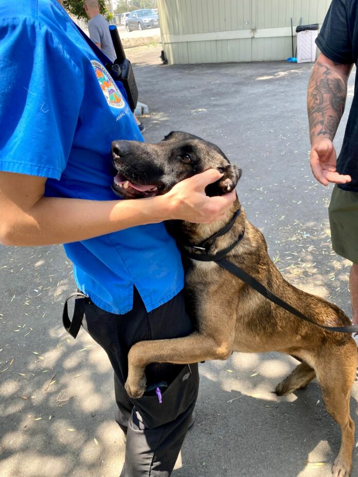 Sweetest dog spent 3 months in shelter and hugged animal control officer