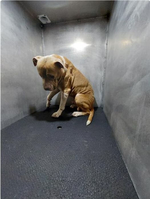 Alone in a San Antonio shelter with a broken leg Pepito needs rescue now