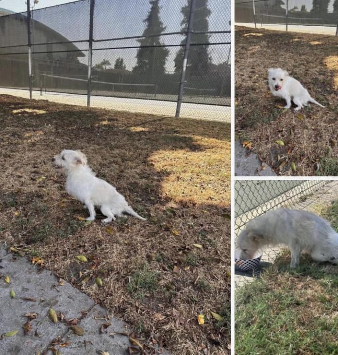 Teen tortured family dog and instead of being responsible owner abandoned injured pup at park