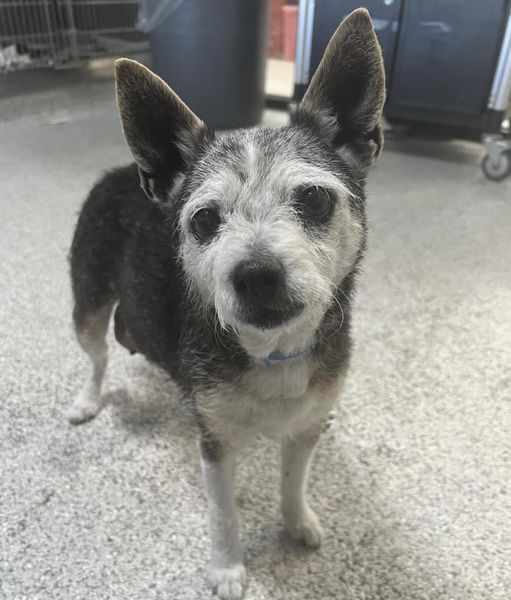 Deadline doggy: Friendly little senior needs chance she deserves
