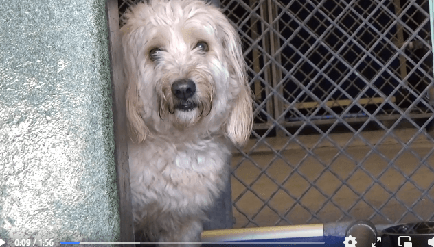 Two-year-old stray adopted by person who knew dog was fearful and may bite, but then returned him to shelter again