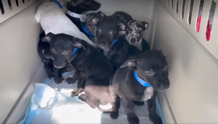 28 puppies euth’ listed from two California shelters saved in nick of time
