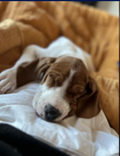 Woman who surrendered dog to shelter to be euth’ed stunned same dog listed for adoption year later