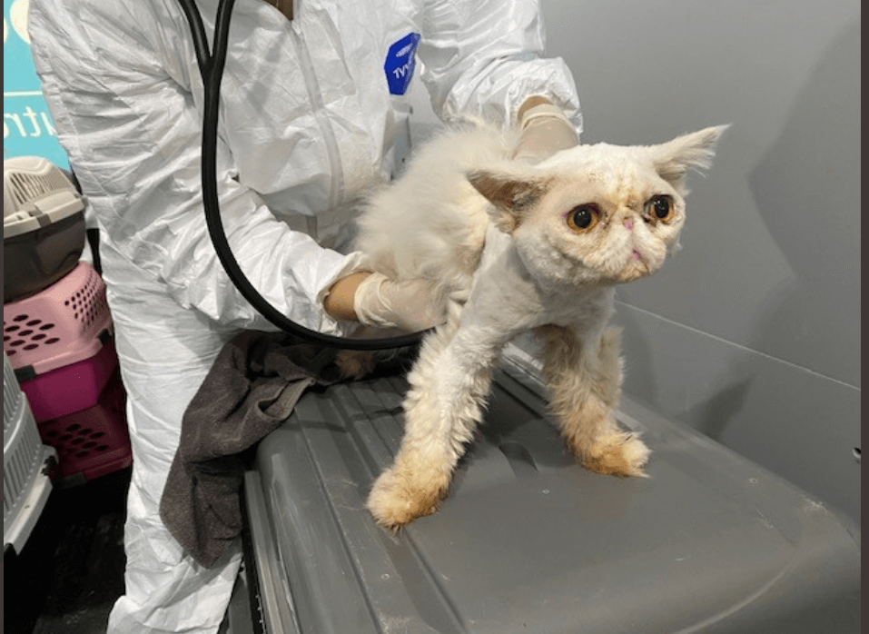 33 purebred Persian cats surrendered from home in Central Massachusetts