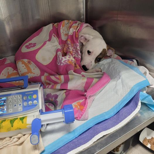 UPDATE: Puppy found wrapped in towel in St Louis alley in zero degree weather