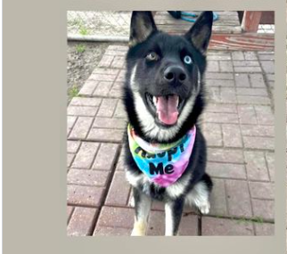 Stunning shepherd on ‘to die list’ at shelter after returned by foster for being ‘too energetic’