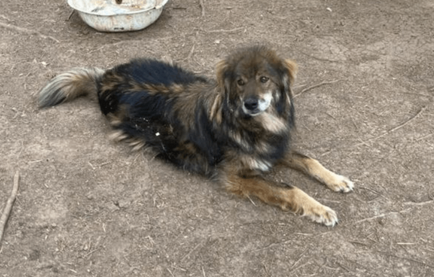 Dog who faced imminent death still waits to be adopted after seven long years