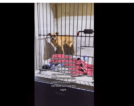 petey-pinellas