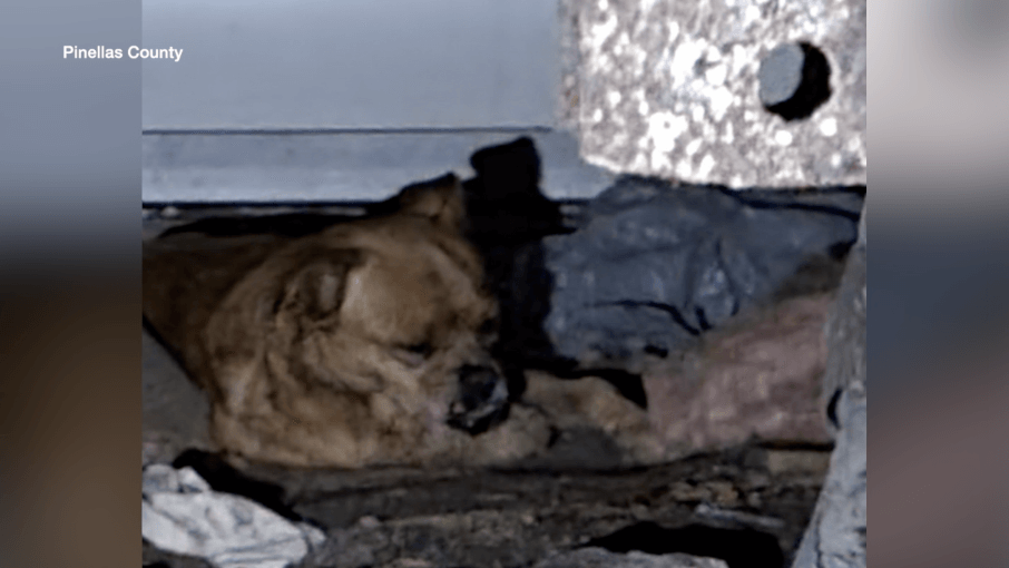 Animal service officer rescues dog hiding under trailer home after being hit by a car