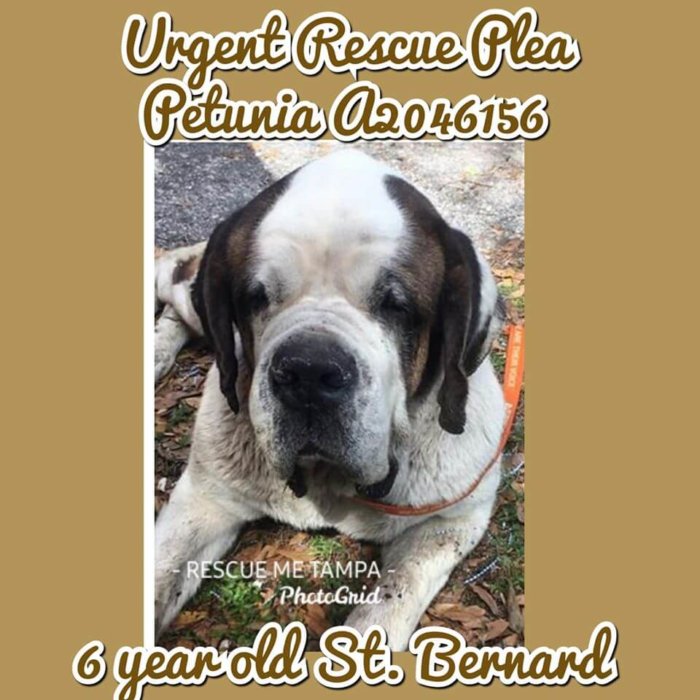 Urgent rescue plea for emaciated six-year-old stray St. Bernard