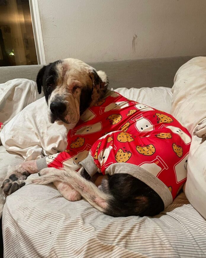 Senior pup rescued from street has fans smiling with his love for pajamas and the couch