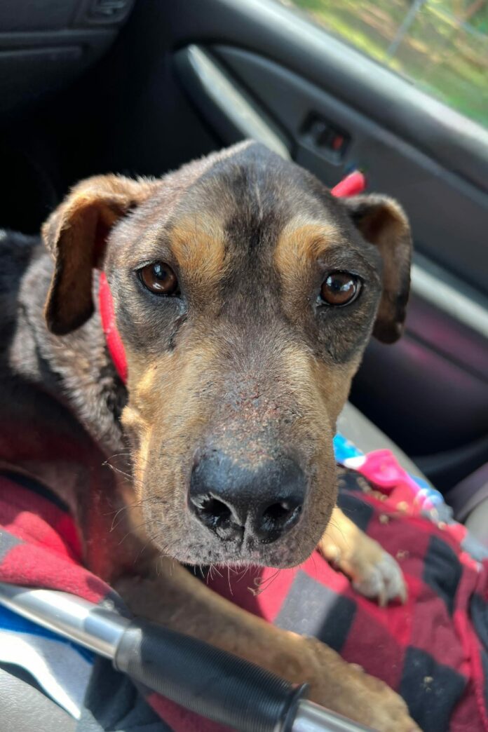 South Carolina shelter reaches out for help with sweetest but extremely malnourished hound