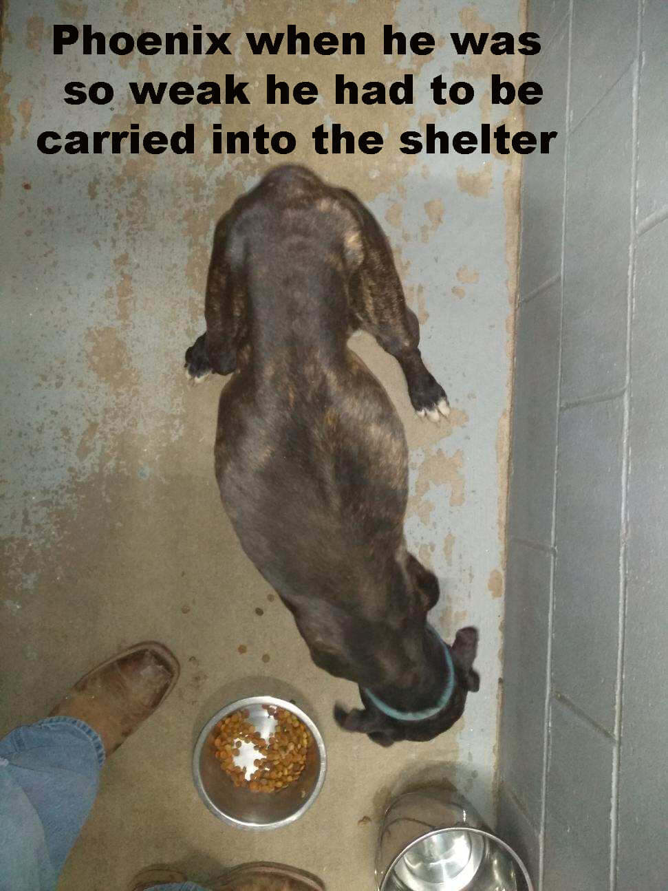 Rescued dog found with broken leg and starving has gained nearly 20 pounds and ready for foster home