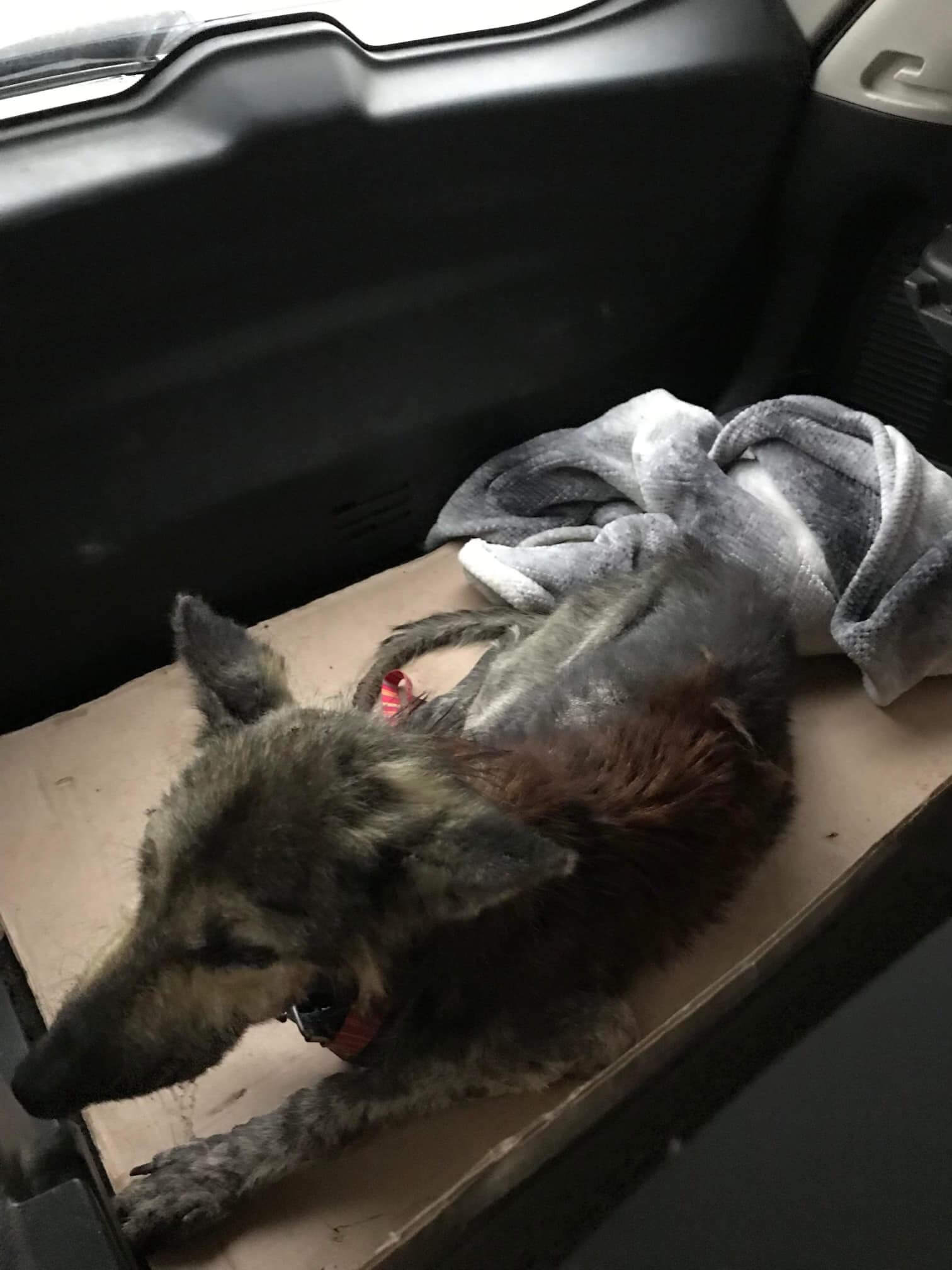 Last chance rescue attempt succeeds for terribly neglected shepherd in Rio Grande Valley