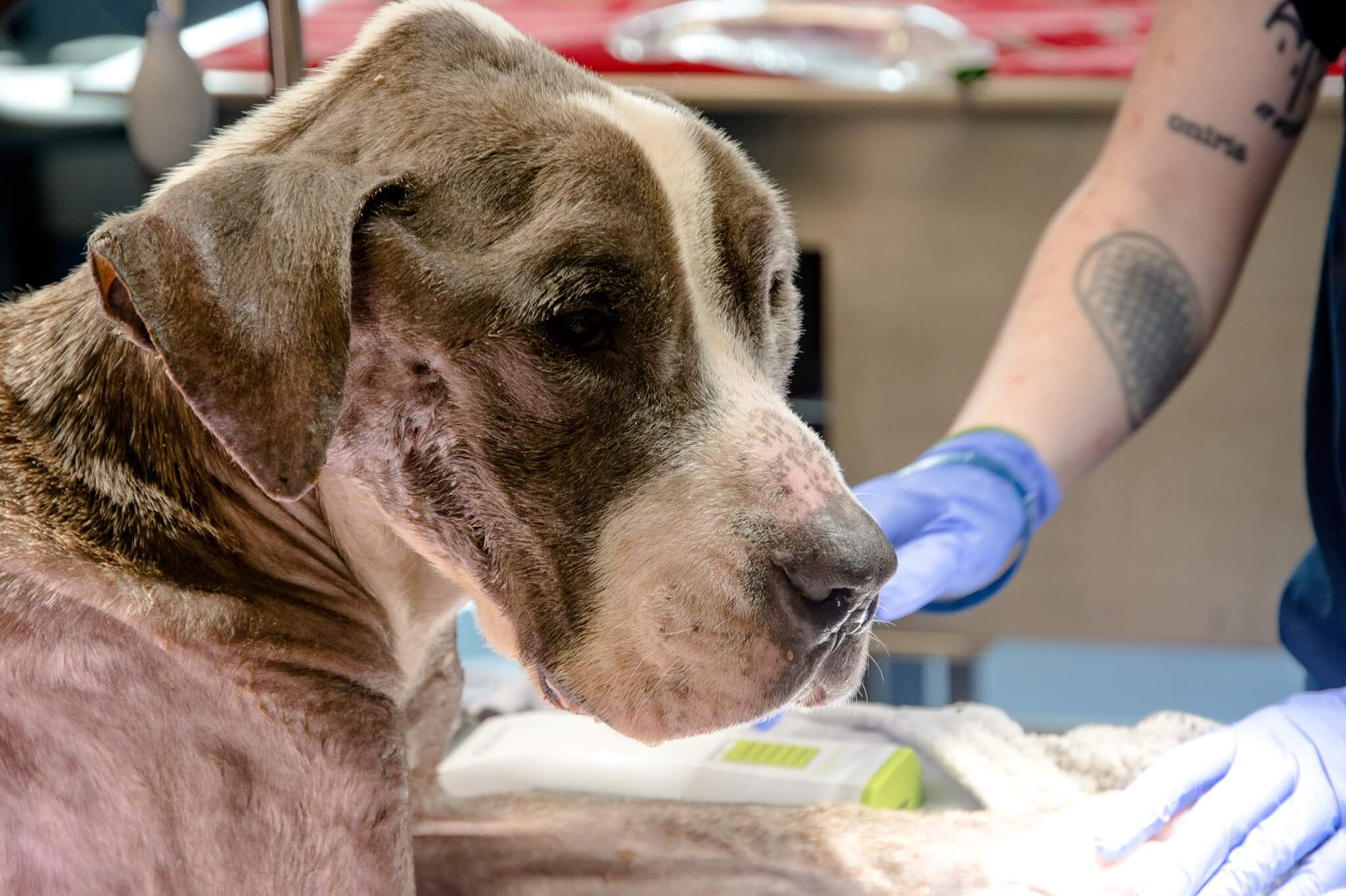 National Veterinary Technical Week honored and emaciated and neglected rescued pup highlights their amazing work