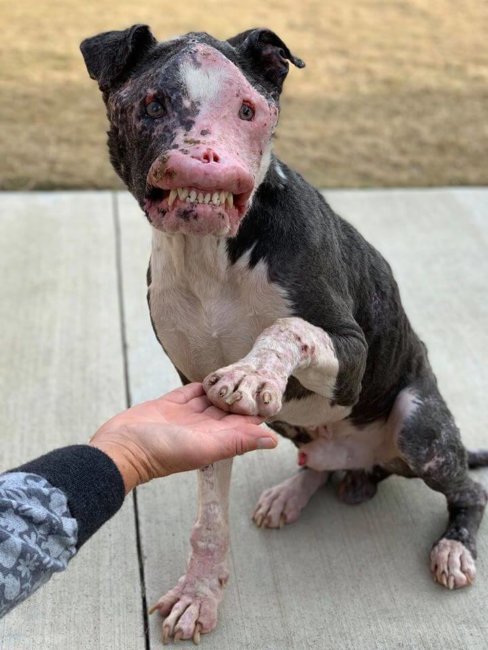 Update on Phoenix: Dog’s story is just beginning