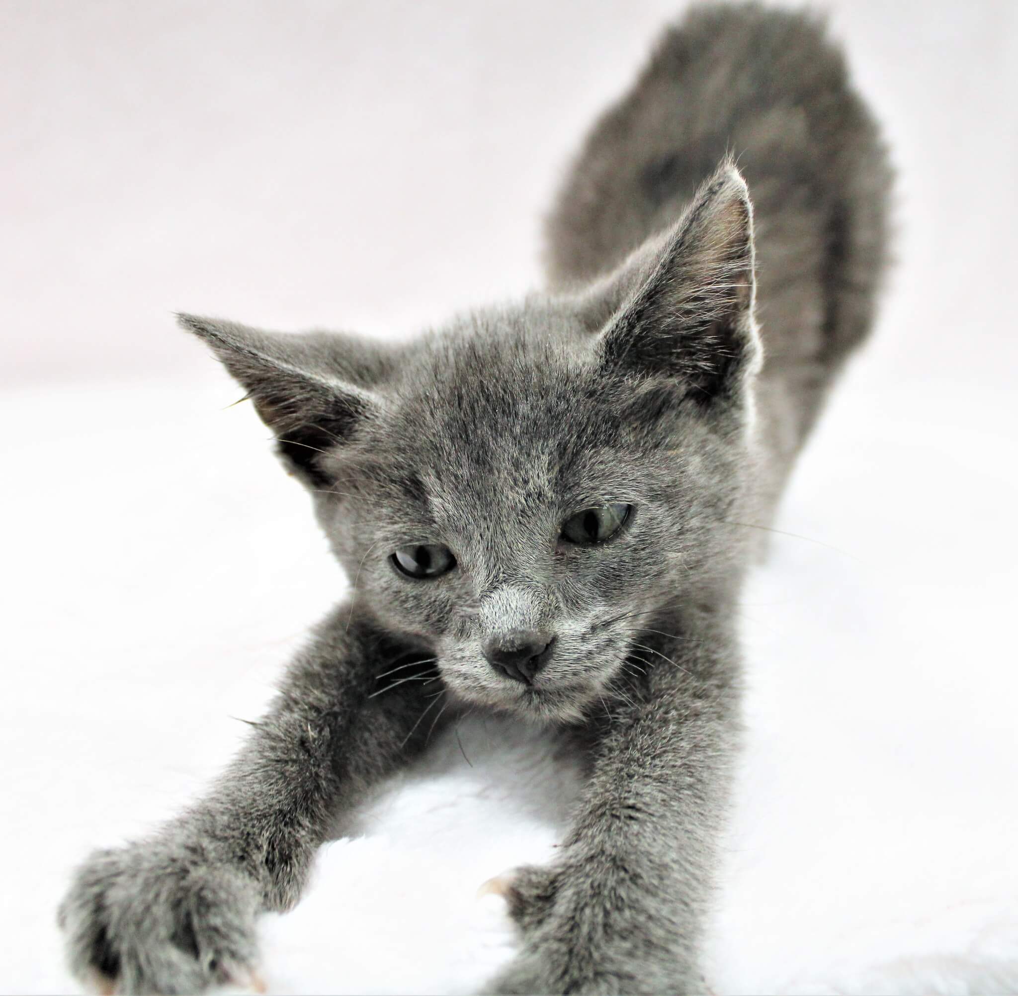 Beyond cute kitten has shelter staff letting out ‘little squeal and swoon’