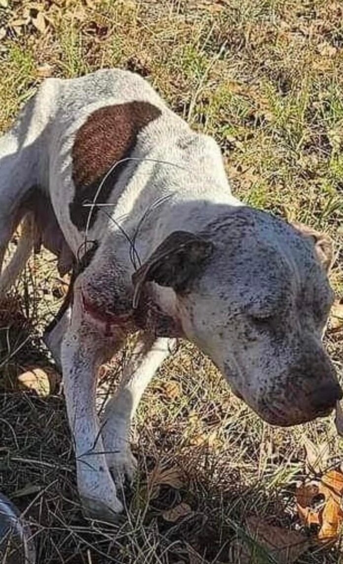 Poor pup entangled and dragging fencing wire felt pain with each step until rescuers stepped in just in time