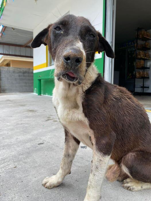 Once a nameless dog barely surviving on the streets of South Texas now has a future
