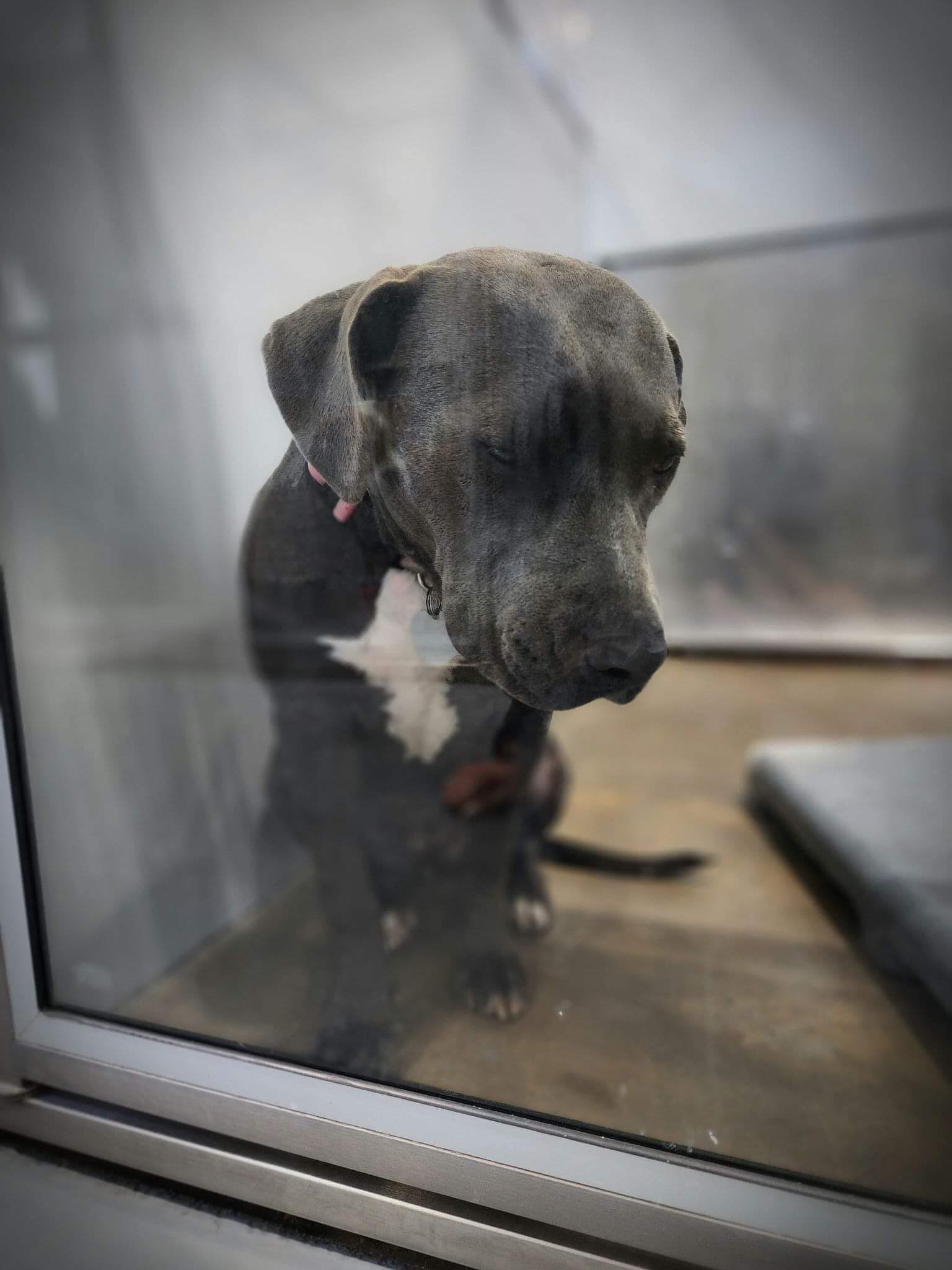 Puppy surrendered to animal shelter because she wanted ‘too much love and attention’ is heartbreaking