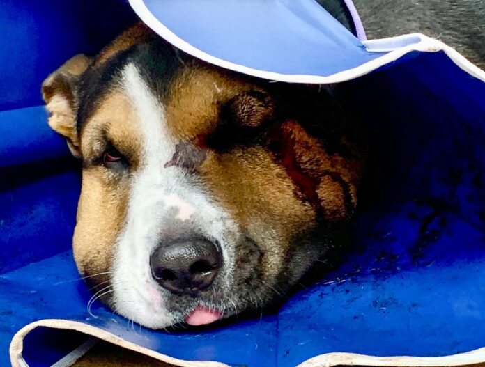 Dog bitten by rattlesnake in backyard survived by receiving immediate antivenin treatment