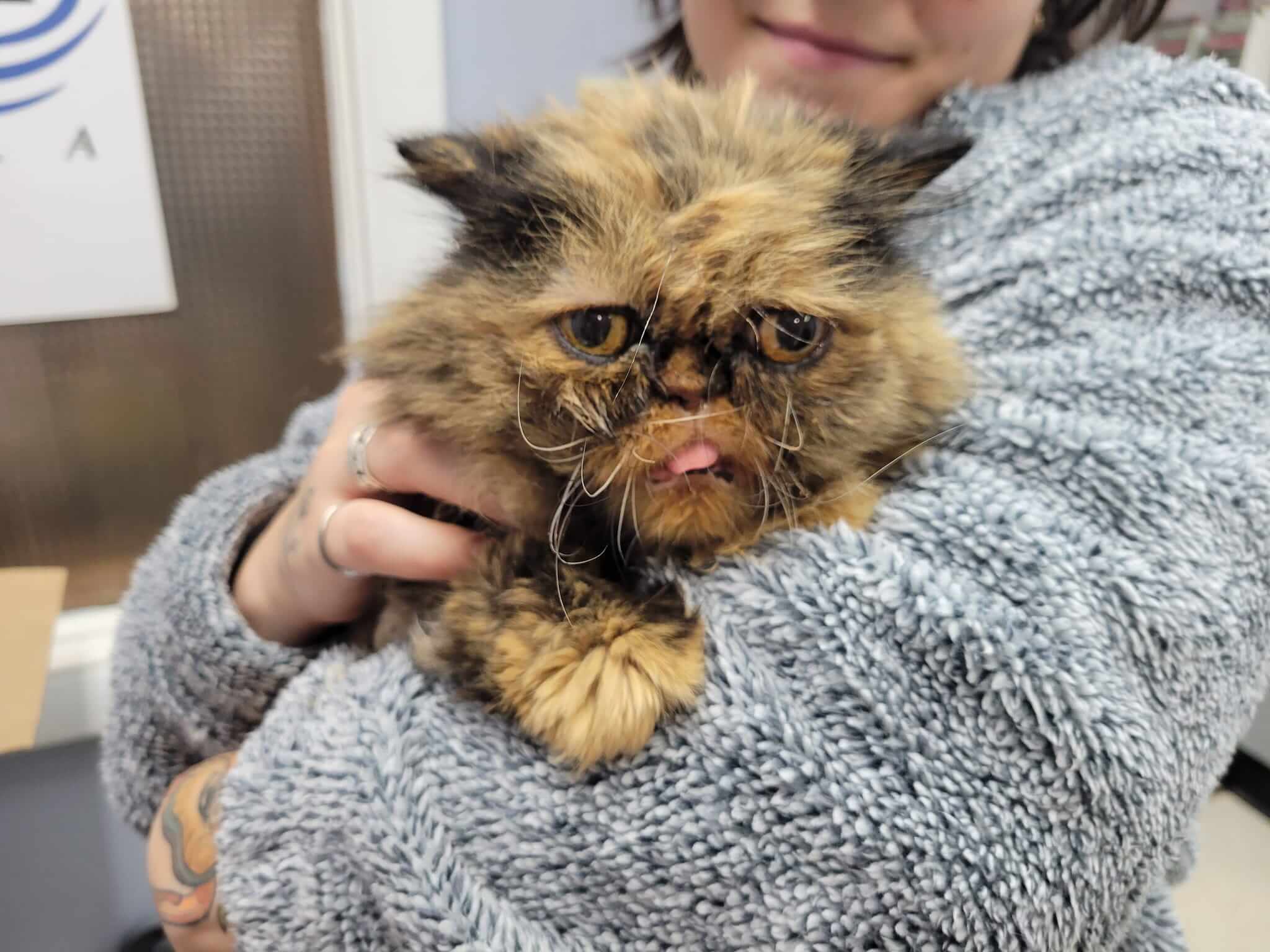 16-year-old kitty having a Merry Christmas this year